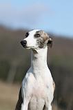 WHIPPET 380